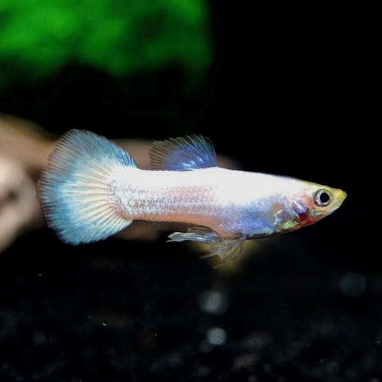 Poecilia ret.   Guppy white moscow M